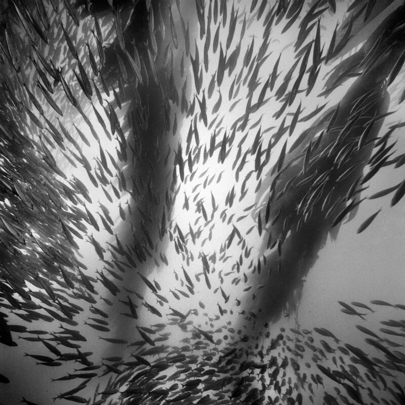 Dichter Fischschwarm zwischen Kelpstängeln im Gegenlicht