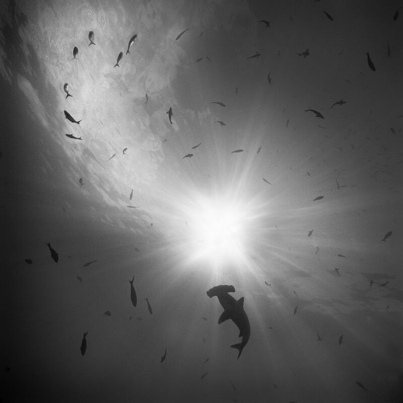Hammerhai als Silhouette vor der Sonne, umgeben von Fischen